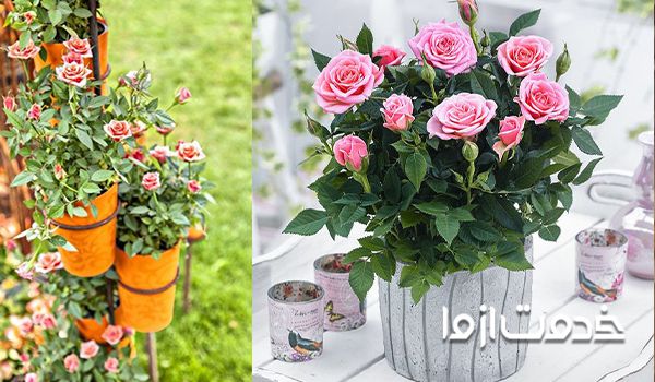 نکات مهم در کاشت و نگهداری گل رز در گلدان 